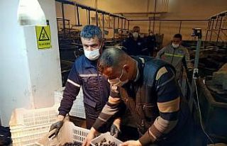 Erdek’te zeytin alımları sürüyor