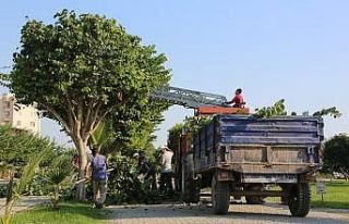 Erdemli’de yeşil alan çalışmaları devam ediyor