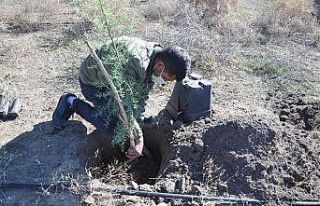 Erozyonu önlemek için ağaç dikildi