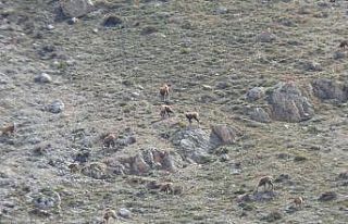 Erzincan’da, sürü halindeki şamualar görüntülendi