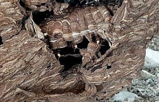 Eşek arıları dev yuva yaptı