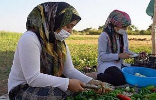 Ezo gelinler tarım okulu ile hayata tutundu