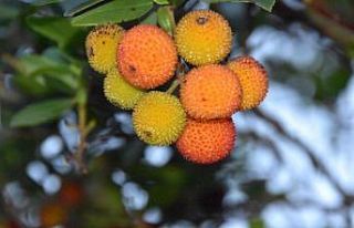 Faydasını bir "Bileydin"