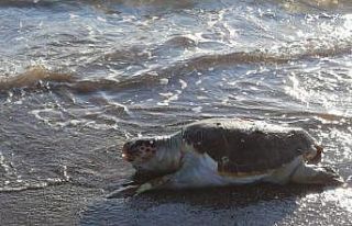 Fethiye’de ölü caretta caretta bulundu