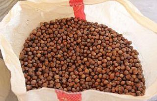 Fındık üreticilerine dekar başına 191 TL ödeme...