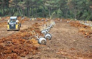 Gebze Gaziler Dağı,  fidanlar ile yeşerecek