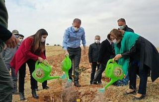 Gelir getirici 700 bin fidan Oğuzeli’nde toprakla...
