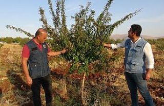 Gelir getirici ürünlerde başarı