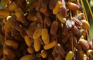 Genç Girişimci Suudi Arabistan’da yetiştirdiği...