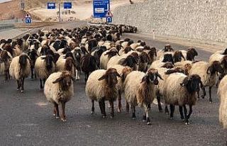 Göçerlerin zorlu dönüş yolculuğu başladı