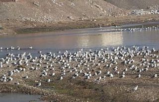 Göçmen martılar Murat Nehri’ni mesken tuttu