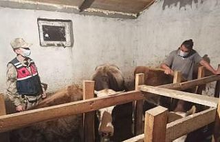 Göle’de çalınan büyükbaş hayvanlar bulundu