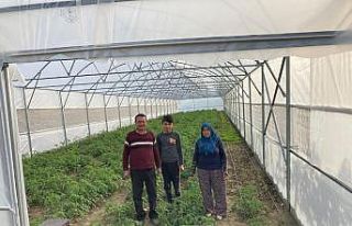 Gördes’teki seralarda üretim başladı