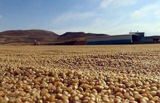 Günde 60 ton pişirip kurutuyorlar