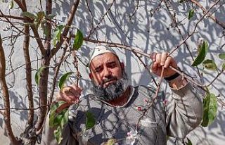 Güneşli havalara aldanan elma ağaçları çiçek...