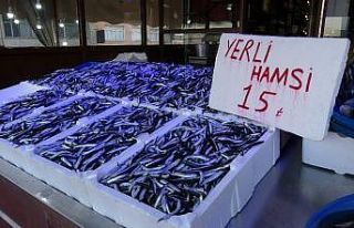 Hamsi gel gitleri yaşıyor