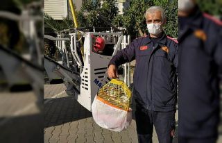 Hasarlı binadaki muhabbet kuşunu itfaiye ekipleri...
