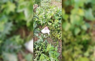 Hatay’da tarlada uyuşturucu ele geçirildi