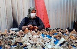 Havalar kurak gidince mantar fiyatları yüzde 100...