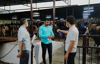 Hayvan Pazarları hafta sonu açık olacak