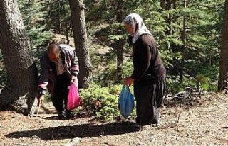 Her yerde onu arıyorlar: Kilosu 100 TL