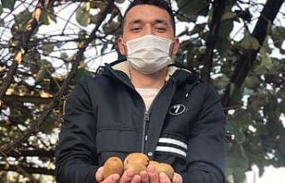 Hobi olarak başladığı kivi üretiminde şimdi...