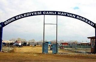 Iğdır ’Canlı Hayvan Pazarı’ haftada beş gün...