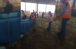 Iğdır canlı hayvan pazarında temizlik çalışmaları