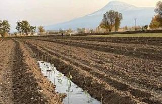 Iğdır’da aromatik bitki yetiştiriciliği başladı