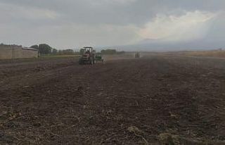 Iğdır’da yüksek verimli buğday ekimi yapıldı