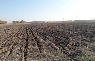 İhsaniye Belediyesi lavanta ekecek