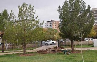 Ilısu Barajı altında kalan ağaçlar Kurtalan’da...