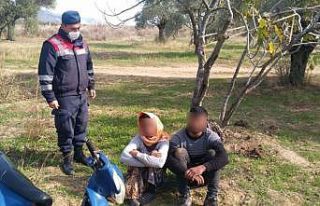 İncir sezonu bitince, şimdi de zeytine dadandılar