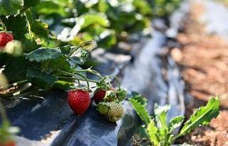 Isparta tarımının çilek yetiştiriciliği hedefi