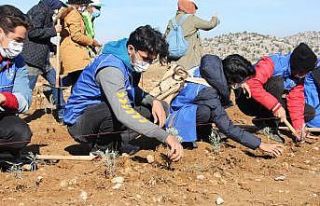 Isparta’da 20 bin fidan toprakla buluşturuldu