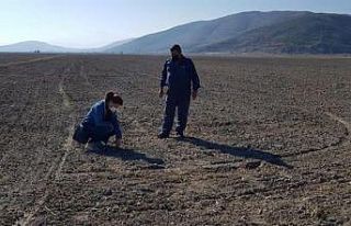 Isparta’da yerli tohum denemeleri