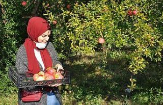 İstanbullu gençler Sarıcakaya da nar hasadı yaptı