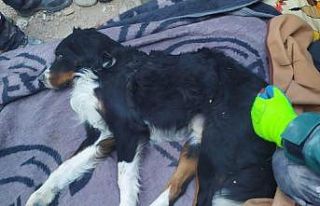 İzmir’de enkaz altından 65 saat sonra bir köpek...