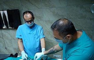 İzmit Belediyesi veterinerleri İBB ile ortak çalışıyor