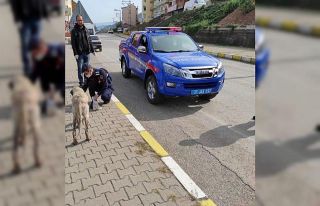 Jandarma ekipleri 12 sokak köpeğini aşıladı