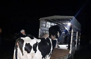 JASAT araç izlerini 7 saat takip etti, hayvan hırsızlarını...