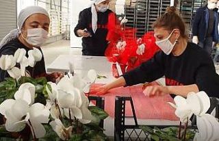 Jeotermal seralarda üretilen çiçekler milletvekili...