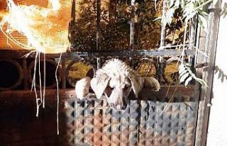 Kafası demir kapı parmaklıklarına sıkışan köpeği...