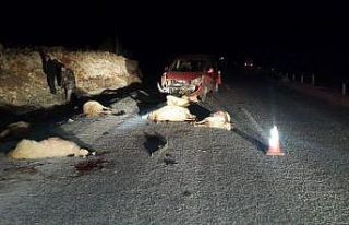 Kamyonet koyun sürüsünün içine daldı ardından...