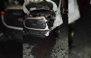 Kamyonetin çarptığı 2 büyükbaş hayvan telef...