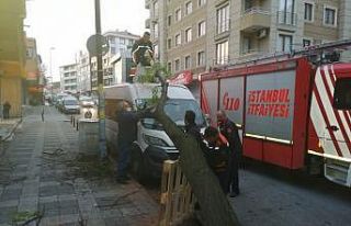 Kamyonun çarparak devirdiği ağaç başka bir araca...