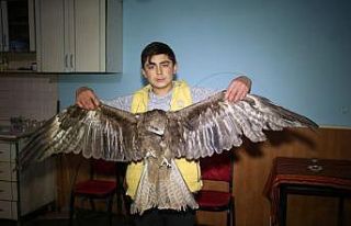 Kanadı yaralı kızıl doğan tedavi altına alındı