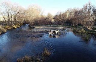 Kangallara ‘kurt kanı’ maması