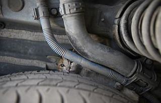 Kaputa giren yavru kediler itfaiye ekiplerince kurtarıldı