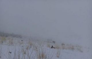 Kar yağışı çobanları hazırlıksız yakaladı